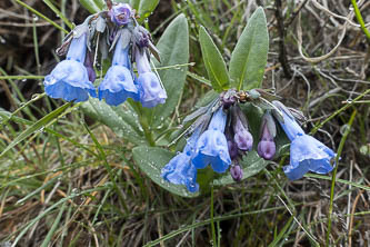 Bluebells