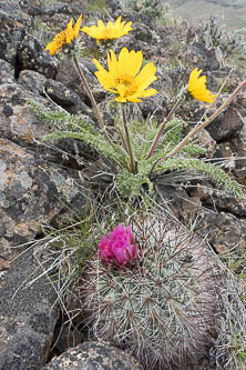 Balsamroot and hedgehog cactus