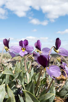 Violets