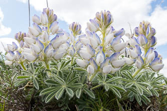 Lupine