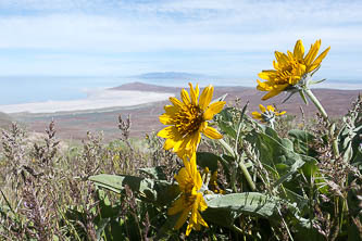 Balsamroot