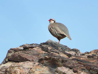 Chukar