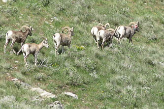 Bighorn sheep