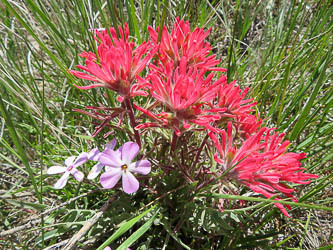 Paintbrush and phlox