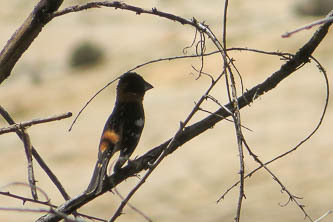 Grosbeak