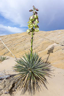 Agave