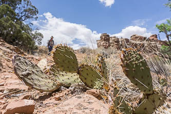 Prickly pear trail barricade