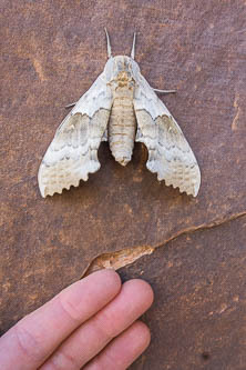 Big poplar sphinx moth?