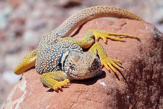 Collared lizard