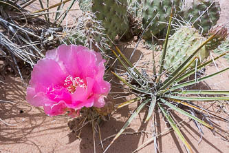 Prickly pear and yucca