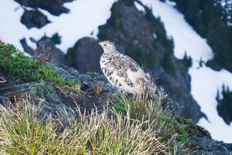 Ptarmigan