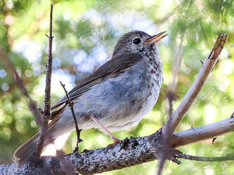 Hermit Thrush