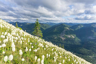 Bear grass