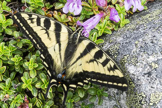 Swallowtail butterfly and penstemon flower