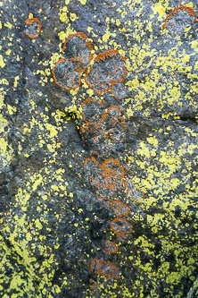 Lichen