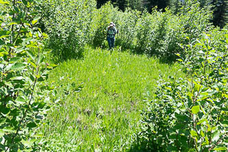 County Line Trail bog