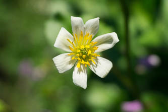 Marsh Marigold