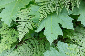 Thimbleberry and bracken fern