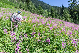 Fireweed on the Boulder Lake Trail