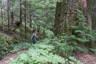 Surprise Creek Trail