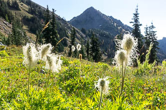 Pasque flower