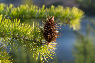 Larch cone