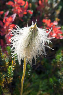 Pasque flower