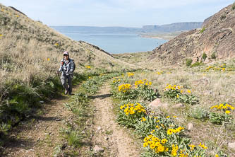 Balsamroot and Banks Lake