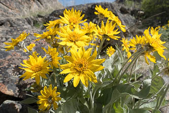 Balsamroot