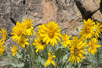 Balsamroot