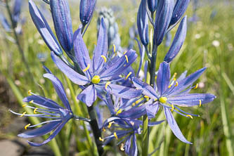 Camas lilly