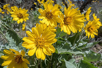 Balsamroot