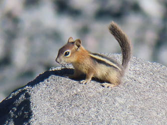 Cascade golden-mantled ground squirrel