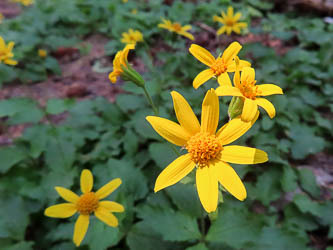 Arnica