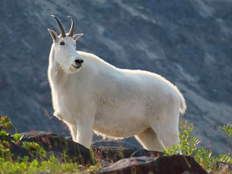 Mountain goat