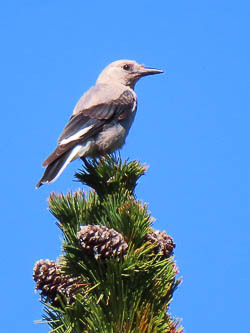 Clark's nutcracker